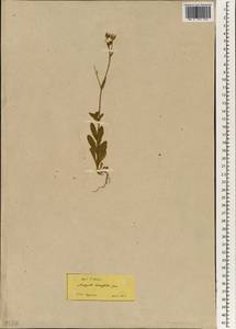 Andryala tenuifolia (Tineo) DC., Зарубежная Азия (ASIA) (Турция)
