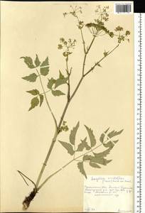 Ostericum viridiflorum (Turcz.) Kitag., Сибирь, Прибайкалье и Забайкалье (S4) (Россия)