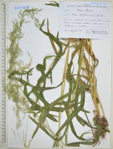 Цинна широколистная (Trevir. ex Göpp.) Griseb., Сибирь, Дальний Восток (S6) (Россия)