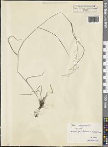 Мятлик дубравный L., Кавказ, Северная Осетия, Ингушетия и Чечня (K1c) (Россия)