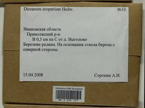 Dicranum scoparium Hedw., Гербарий мохообразных, Мхи - Центральное Нечерноземье (B6) (Россия)