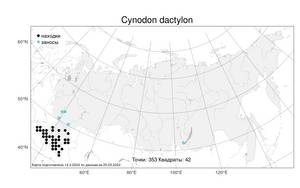 Cynodon dactylon, Свинорой пальчатый (L.) Pers., Атлас флоры России (FLORUS) (Россия)