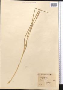 Морея голубоглазковая (L.) Ker Gawl., Средняя Азия и Казахстан, Каракумы (M6) (Туркмения)