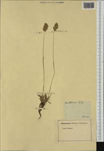 Мятлик баденский Haenke ex Willd., Западная Европа (EUR) (Германия)