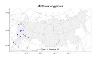 Matthiola longipetala, Левкой длиннолепестный (Vent.) DC., Атлас флоры России (FLORUS) (Россия)