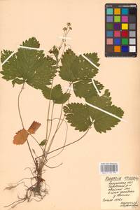 Земляника лесная L., Восточная Европа, Центральный район (E4) (Россия)