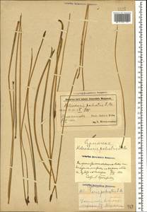 Болотница болотная, Болотница обыкновенная (L.) Roem. & Schult., Кавказ, Азербайджан (K6) (Азербайджан)