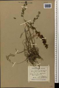 Астрагал крепкий Bunge, Кавказ, Армения (K5) (Армения)