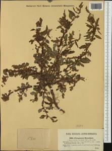 Persicaria lapathifolia subsp. brittingeri (Opiz) Soják, Западная Европа (EUR) (Австрия)