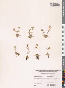 Christolea parryoides (Cham.) N.Busch, Сибирь, Чукотка и Камчатка (S7) (Россия)