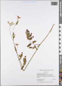 Поручейник сахарный L., Восточная Европа, Нижневолжский район (E9) (Россия)