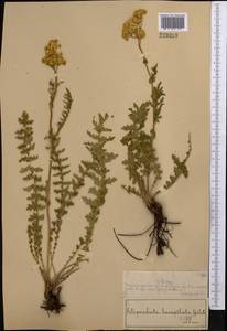 Таволга обыкновенная Moench, Средняя Азия и Казахстан, Муюнкумы, Прибалхашье и Бетпак-Дала (M9) (Казахстан)