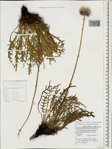 Наголоватка ложно-Ильина Galushko & Nemirova, Кавказ, Ставропольский край, Карачаево-Черкесия, Кабардино-Балкария (K1b) (Россия)