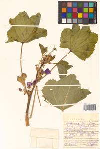 Malva sylvestris var. mauritiana (L.) Boiss., Сибирь, Дальний Восток (S6) (Россия)