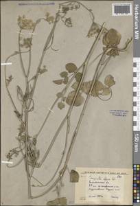 Бедренец чужеземный L., Средняя Азия и Казахстан, Сырдарьинские пустыни и Кызылкумы (M7) (Узбекистан)