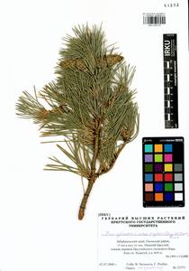 Pinus sylvestris var. mongolica Litv., Сибирь, Прибайкалье и Забайкалье (S4) (Россия)