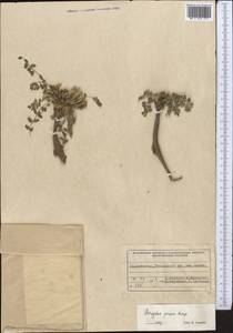 Astragalus pauper Bunge, Средняя Азия и Казахстан, Памир и Памиро-Алай (M2) (Таджикистан)