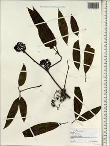 Vitaceae, Зарубежная Азия (ASIA) (Вьетнам)
