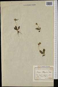 Crepis bithynica Boiss., Западная Европа (EUR) (Болгария)