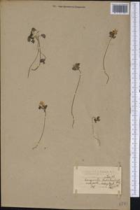 Thalictrum thalictroides (L.) A. J. Eames & B. Boivin, Америка (AMER) (США)