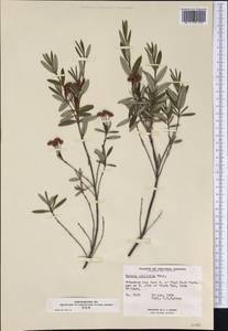 Kalmia polifolia Wangenh., Америка (AMER) (Канада)