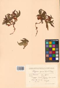 Кенигия аянская (Regel & Tiling) J.H.Xue, Chepinoga & K.P.Ma, Сибирь, Дальний Восток (S6) (Россия)