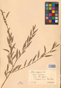 Ива джунгарская Andersson, Средняя Азия и Казахстан, Сырдарьинские пустыни и Кызылкумы (M7) (Казахстан)