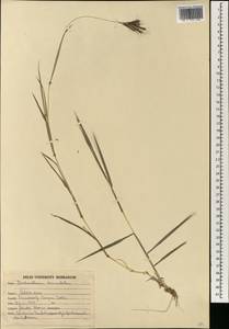 Dichanthium annulatum (Forssk.) Stapf, Зарубежная Азия (ASIA) (Индия)