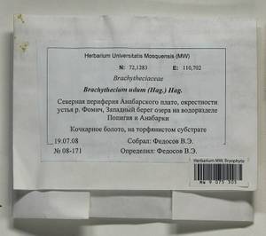 Brachythecium udum I. Hagen, Гербарий мохообразных, Мхи - Красноярский край, Тыва и Хакасия (B17) (Россия)