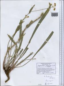 Володушка гульчинская O. Fedtsch. & B. Fedtsch., Средняя Азия и Казахстан, Памир и Памиро-Алай (M2) (Таджикистан)