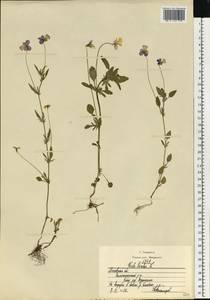 Фиалка трехцветная, Анютины глазки L., Восточная Европа, Московская область и Москва (E4a) (Россия)