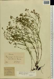 Cynanchica pyrenaica subsp. cynanchica (L.) P.Caputo & Del Guacchio, Восточная Европа, Центральный лесостепной район (E6) (Россия)