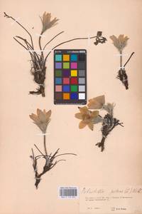 Прострел раскрытый, Сон-трава (L.) Mill., Восточная Европа, Восточный район (E10) (Россия)