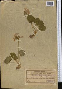 Primula minkwitziae W. W. Sm., Средняя Азия и Казахстан, Западный Тянь-Шань и Каратау (M3) (Узбекистан)