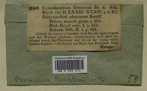 Cynodontium bruntonii (Sm.) Bruch & Schimp., Гербарий мохообразных, Мхи - Западная Европа (BEu) (Германия)