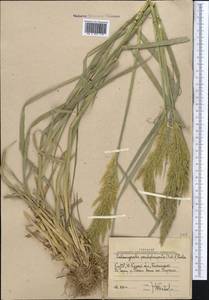 Вейник ложнотростниковидный (Haller f.) Koeler, Средняя Азия и Казахстан, Западный Тянь-Шань и Каратау (M3) (Узбекистан)