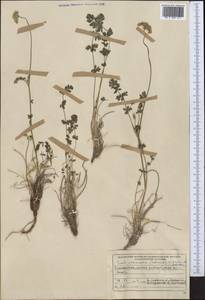 Жабрица заостренная (Schrenk) Pimenov & Sdobnina, Средняя Азия и Казахстан, Памир и Памиро-Алай (M2) (Таджикистан)