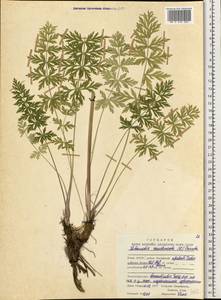 Жабрица скученная (L.) Rchb.fil., Восточная Европа, Северный район (E1) (Россия)