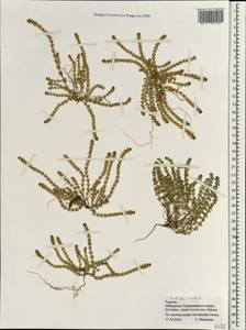 Вайянция щетинистоволосистая L., Зарубежная Азия (ASIA) (Турция)
