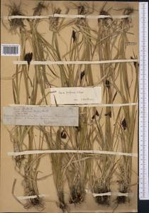 Carex aterrima subsp. aterrima, Средняя Азия и Казахстан, Северный и Центральный Тянь-Шань (M4) (Казахстан)