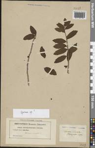 Спирея, Восточная Европа, Северо-Западный район (E2) (Россия)