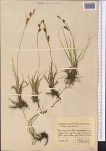 Осока просяная L., Средняя Азия и Казахстан, Западный Тянь-Шань и Каратау (M3) (Узбекистан)