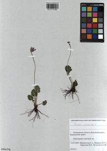 Первоцвет кортузовидный L., Сибирь, Алтай и Саяны (S2) (Россия)