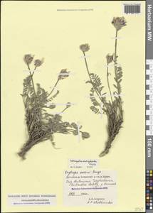 Астрагал эспарцетовидный M.Bieb., Кавказ, Дагестан (K2) (Россия)