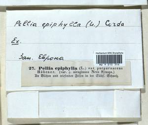 Pellia epiphylla (L.) Corda, Гербарий мохообразных, Мхи - Западная Европа (BEu) (Германия)