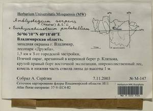 Amblystegium serpens (Hedw.) Schimp., Гербарий мохообразных, Мхи - Центральное Нечерноземье (B6) (Россия)