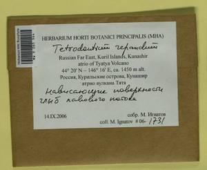 Tetrodontium repandum (Funck) Schwägr., Гербарий мохообразных, Мхи - Дальний Восток (без Чукотки и Камчатки) (B20) (Россия)