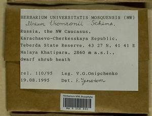 Mnium thomsonii Schimp., Гербарий мохообразных, Мхи - Северный Кавказ и Предкавказье (B12) (Россия)