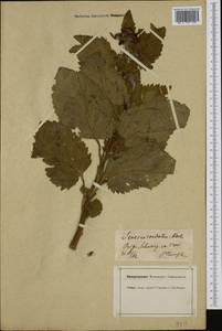 Jacobaea alpina (L.) Moench, Западная Европа (EUR) (Швейцария)