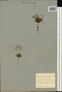 Сердечник маргаритколистный L., Восточная Европа, Северный район (E1) (Россия)